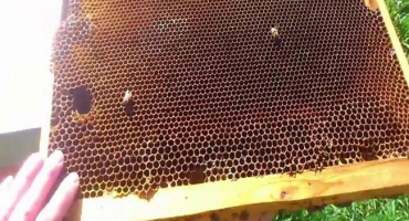 Co je to sucho a jak používat rámky pro včely - popis a návod